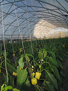 朝天辣椒温室气体叶子场地塑料植物饮食辣椒烹饪农民技术沙拉背景