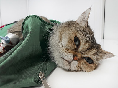 躺在医院外科手术桌上的有病猫中心滴管捐赠者治疗帮助诊所输血宠物实验室小猫背景