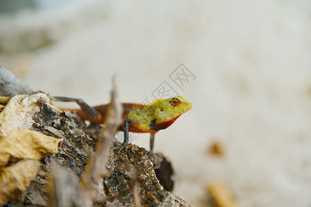 变色蜥蜴脊椎动物伏击木头爬行动物专辑生物环境捕食者热带图片