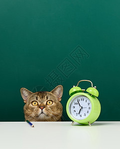 苏格兰灰猫坐在绿色学校董事会的背景上 回到学校后 他们可以继续上学时间木板学习知识警报动物课堂桌子补给品学生背景