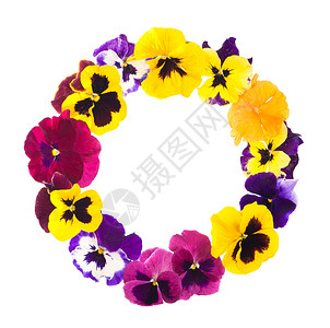 三色堇花环黄色的紫罗兰科高清图片