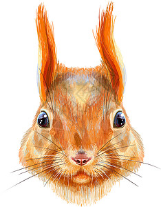 水彩小松鼠水彩手绘制松鼠插图背景