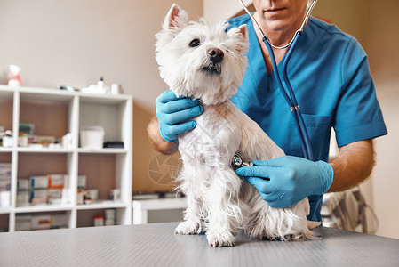 胎音听诊器检查呼吸 身着工作制服的男兽医在兽医诊所用语音内窥镜聆听一只小狗的呼吸 宠物护理理念背景