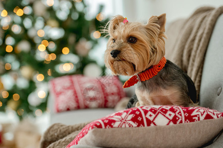 曹家渡圣诞时的狗犬渡狗者宠物盒子庆典犬类传统猎犬展示快乐幸福惊喜背景