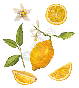 手绘银杏枝柠檬水彩图背景