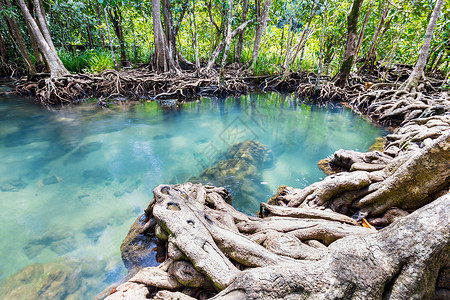 萨加根湖泰国沼泽林和流动水中的热带树根或Tha pom红树林环境运河旅行沼泽溪流森林塔蓬红树叶子树干背景