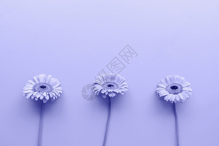 肖周菊3个格贝拉小菊花 以非常佩里色的生料背景