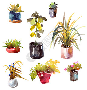 家用水彩家庭植物背景图片