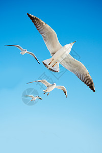 海鸥在天空中飞翔生活海鸟照片支撑荒野观鸟动物群野生动物鸟类家禽图片