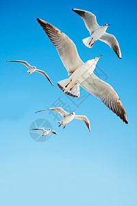 海鸥在天空中飞翔动物动物群照片荒野观鸟朋友们野生动物羽毛家禽海鸟图片