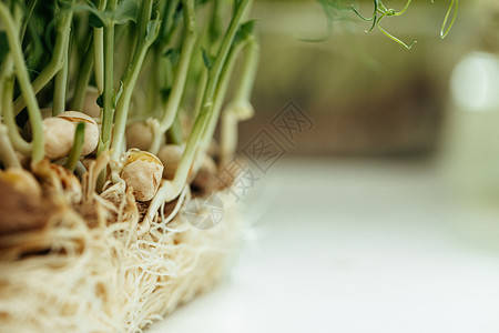 青春永驻特写的微型绿色植物根青年青春草本植物食物农业饮食营养健康土壤生物背景