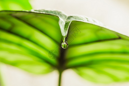 Alocasia叶端的水滴子边缘宏观龙鳞植物叶子树叶分泌焦点毛孔液体背景图片