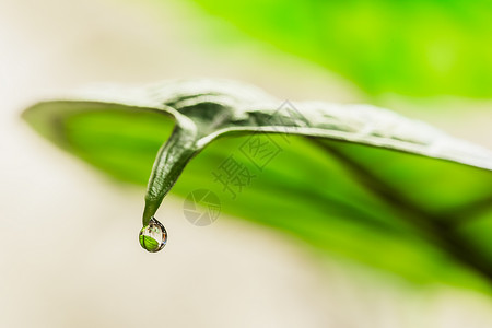 Alocasia叶端的水滴子分泌液体下雨龙鳞边缘叶子植物学焦点选择性宏观背景图片