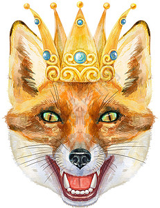 金冠上的狐狸头戴金冠 水彩狐狸画插图 白底孤立图片