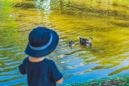 一个小男孩站在湖岸边 看着漂浮的鸭子 看高清图片