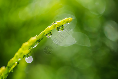 绿背景摘要摘要 在Juniper的一个枝子上特写一滴水 带光反射的Bokeh热带植物学植物群气候艺术叶子品牌宏观植被环境背景图片