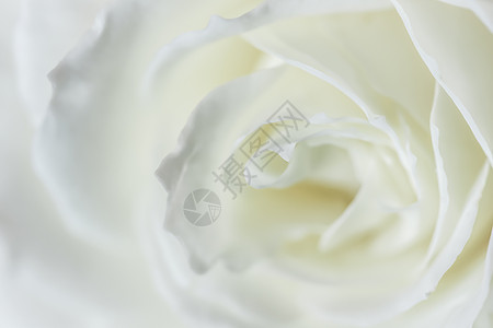 植物背景摘要 白玫瑰花花花瓣环境太阳植物群婚礼玫瑰花朵阳光情怀品牌宏观背景图片