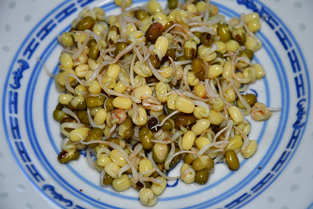 小豆芽闭合时的豆芽绿色饮食蔬菜食物胚芽大豆美食种子沙拉宏观背景