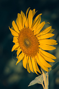 黄向日葵有很多花瓣堆积成层蜜蜂金子晴天喜悦太阳场地射线生长手指摄影图片