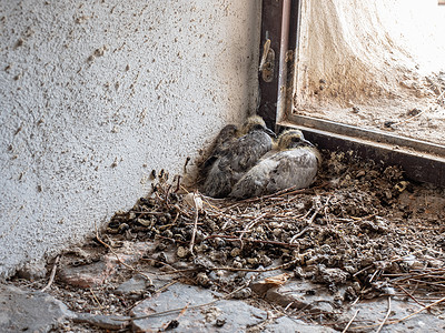 两只小鸽子婴儿坐在巢穴里 近距离拍到的镜头图片