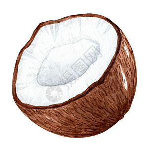 手绘椰子白色背景上孤立的水彩椰子 热带水果手画图示背景