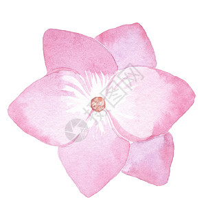 肉粉色水彩花朵花环粉红色的单花朵 白底隔离在白底边上背景