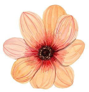 手绘单支梨花白色背景上孤立的单橙色花朵雪贝拉 白本面背景
