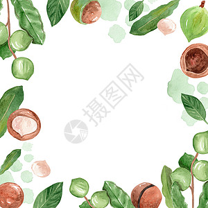水彩绿色花环水彩手抽出坚果和白底的叶框背景
