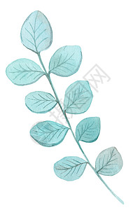 绿色植物手绘背景蓝色树枝 在白色背景上被隔绝;水彩手绘制的蓝色树枝背景