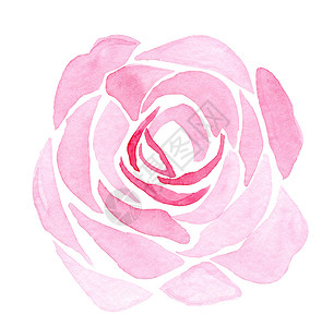 玫瑰花水彩粉红玫瑰花 在白色背景上分离的花朵背景