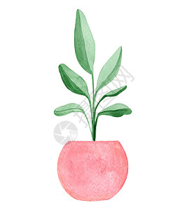 手绘花盆粉红锅中白底绝缘的粉红色锅里绿花生植物背景