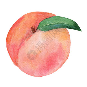插图画法以白背景分离叶子的水彩桃果 用于品牌 印刷 厨房装饰背景