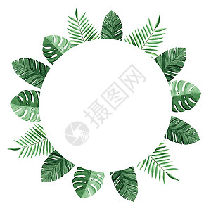 圆形树叶装饰带绿色热带棕榈树叶的圆形水彩圆框 白背景上隔绝背景