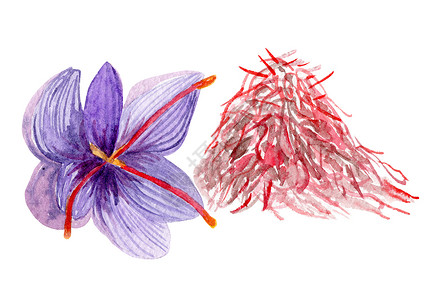 手绘唯美紫丁香白底孤立的花朵香料 以白色背景隔绝背景