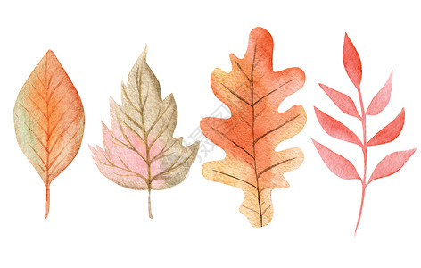 手绘金蟾水彩秋叶设置在白背景上 用于卡片 请柬装饰背景