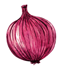 白色上孤立的全红洋葱水彩色 手画蔬菜插图背景图片