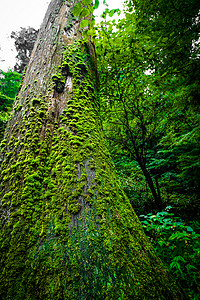 低压森林图像塔考山树林郁闷树木遇险登山危险群山绿色雪球植物背景图片