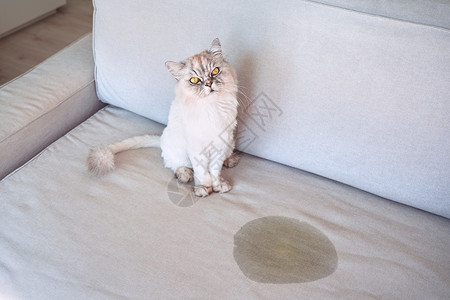 麻烦制造者坐在沙发上湿湿或小便点附近的猫咪背景