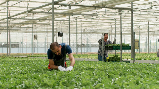 农艺园丁 检查有机种植沙拉背景图片