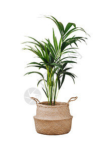 威亚擦除素材白上孤立的肯提亚或福斯特里亚纳丛林柳条棕榈爱好房子叶子装饰风格篮子花盆背景