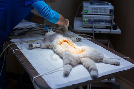 阉割兽医诊所手术台上的猫 兽医绝育手术疤痕医院护士男人长袍注射器剪刀职业女性手套背景