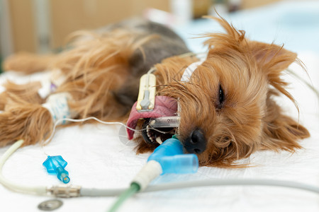 一家兽医诊所手术桌上的一只狗 (笑声)高清图片