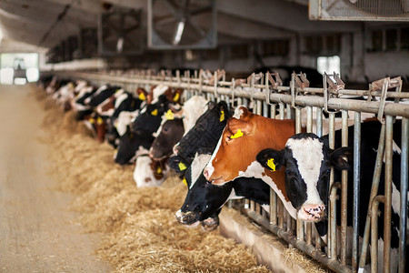 哞黑白奶牛在马棚里吃干草农场食物小牛耳朵生产工厂动物标签谷仓牛奶背景