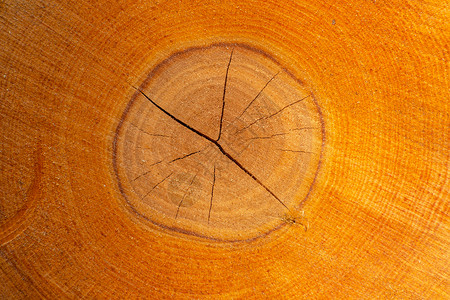 树干 树环的圆横截面图片
