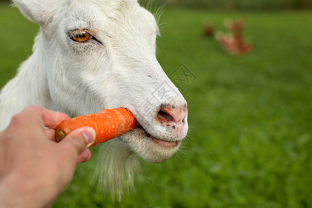 比利茨基石头白山羊头的详情 被喂胡萝卜背景