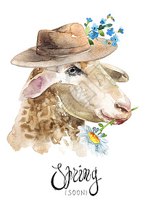 手绘动物羊戴帽子的羊背景