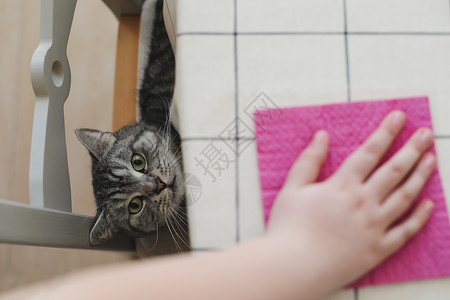 猫伸展式在厨房 家庭生活 家务杂务和宠物中看风滑的灰色苏格兰纯洁猫式清洁餐桌背景