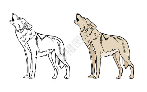 狼图标彩色和黑白着色书的插图 在孤立的白色背景上画一只狼背景
