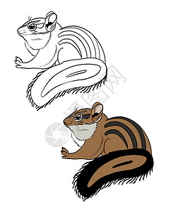 松鼠图标彩色和黑白着色书的插图 在孤立的白色背景上画花栗鼠背景