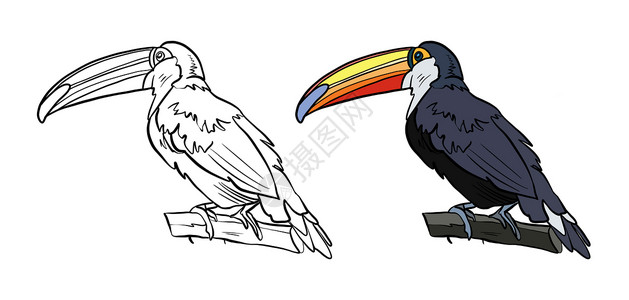彩页单页彩色和黑白着色书的插图 在孤立的白色背景上画一只巨嘴鸟背景